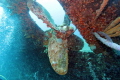   Propeller Hilma Hooker Bonaire  